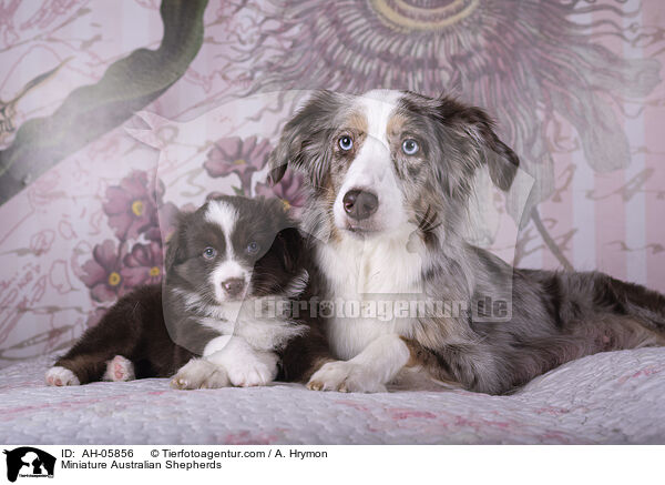 Miniature Australian Shepherds / Miniature Australian Shepherds / AH-05856