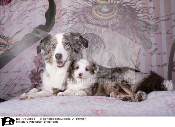 Miniature Australian Shepherds / Miniature Australian Shepherds / AH-05864