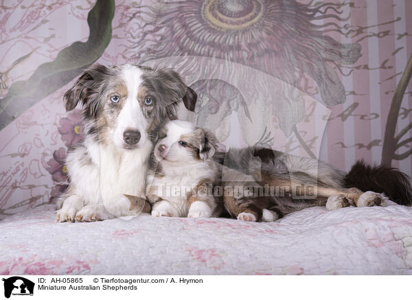 Miniature Australian Shepherds / Miniature Australian Shepherds / AH-05865