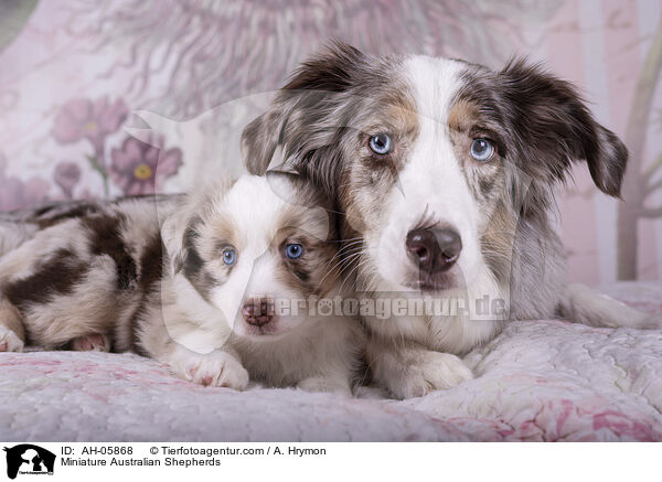 Miniature Australian Shepherds / AH-05868