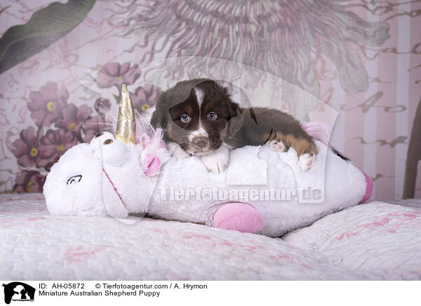 Miniature Australian Shepherd Puppy / AH-05872