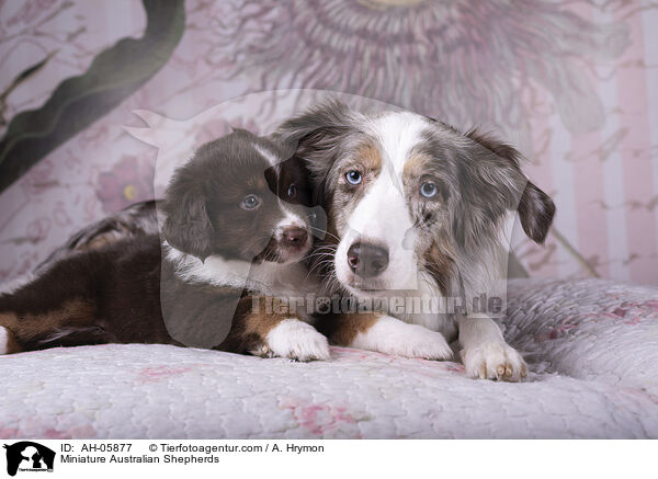 Miniature Australian Shepherds / AH-05877