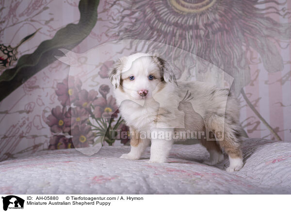 Miniature Australian Shepherd Puppy / AH-05880