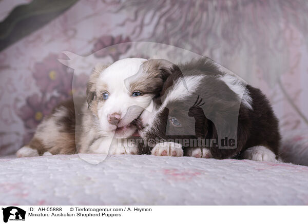 Miniature Australian Shepherd Puppies / AH-05888