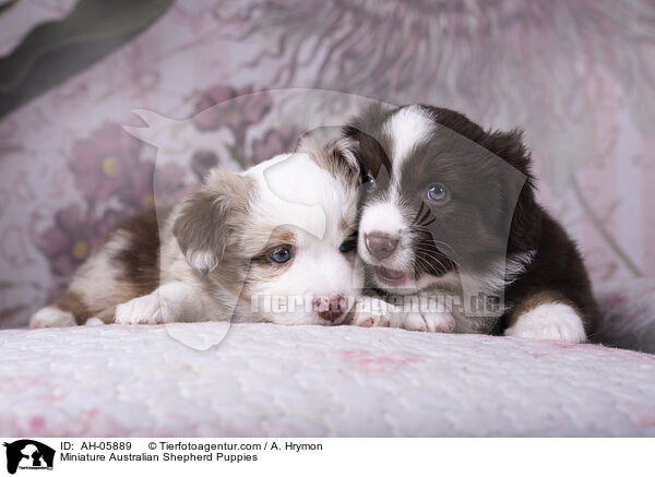 Miniature Australian Shepherd Welpen / Miniature Australian Shepherd Puppies / AH-05889