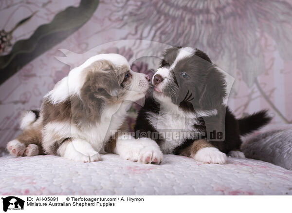 Miniature Australian Shepherd Puppies / AH-05891