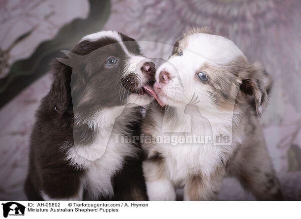 Miniature Australian Shepherd Puppies / AH-05892