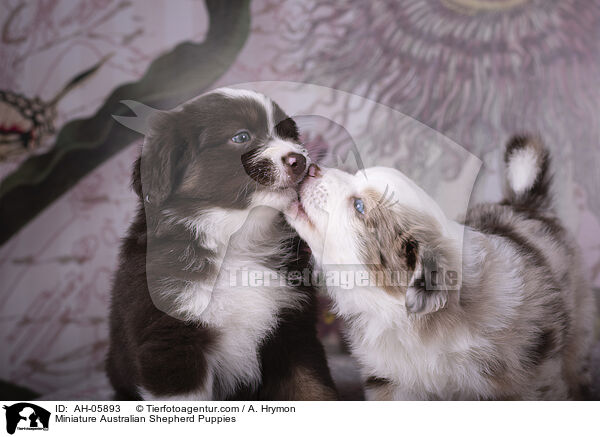 Miniature Australian Shepherd Puppies / AH-05893