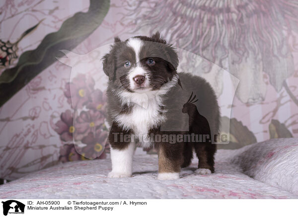 Miniature Australian Shepherd Puppy / AH-05900