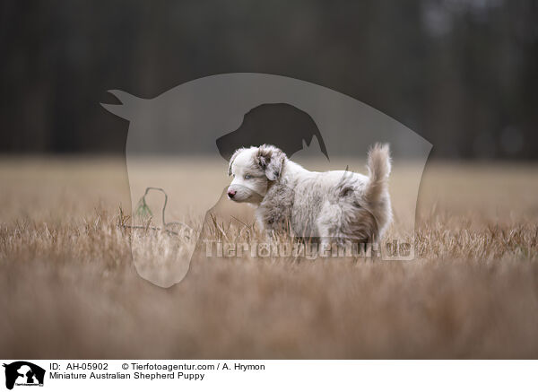 Miniature Australian Shepherd Puppy / AH-05902