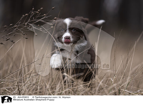 Miniature Australian Shepherd Puppy / AH-05903