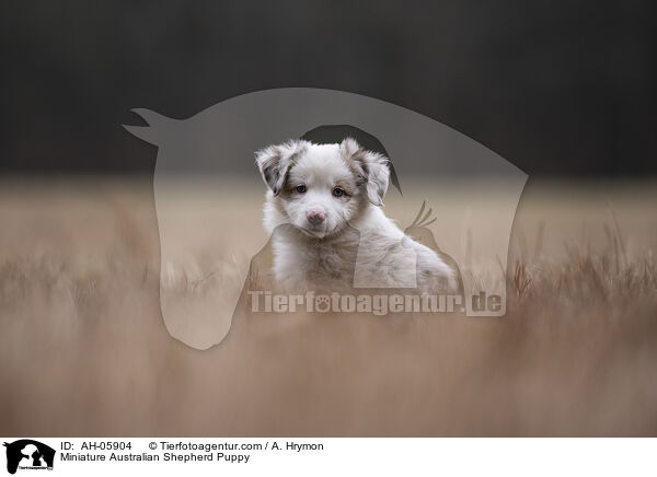 Miniature Australian Shepherd Puppy / AH-05904