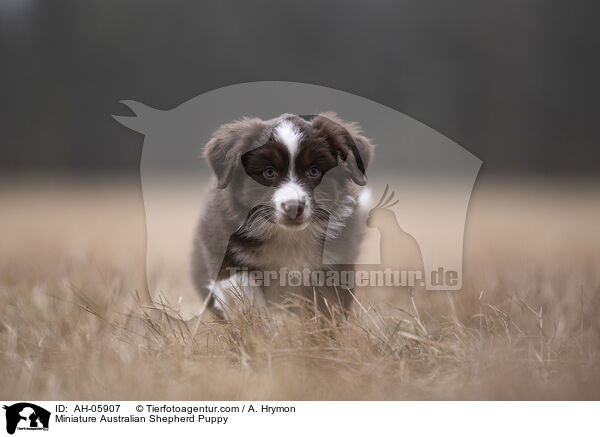 Miniature Australian Shepherd Puppy / AH-05907