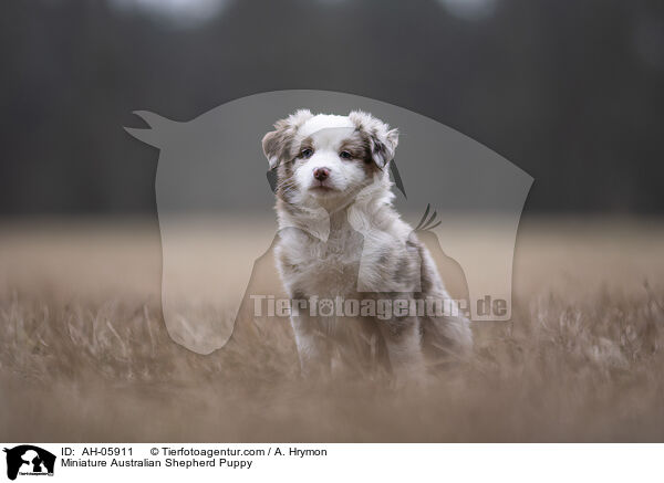 Miniature Australian Shepherd Puppy / AH-05911
