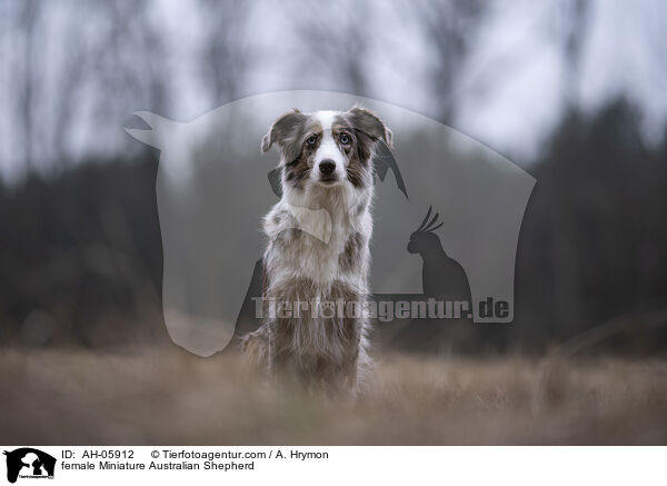 female Miniature Australian Shepherd / AH-05912