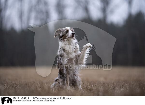 female Miniature Australian Shepherd / AH-05914