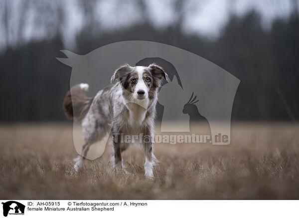 female Miniature Australian Shepherd / AH-05915