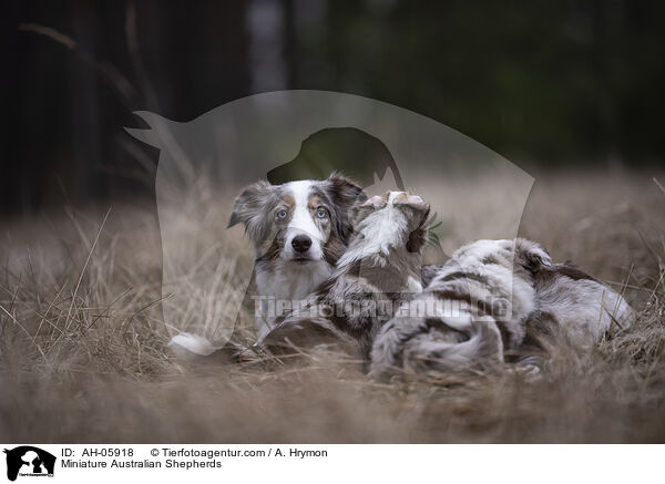Miniature Australian Shepherds / AH-05918
