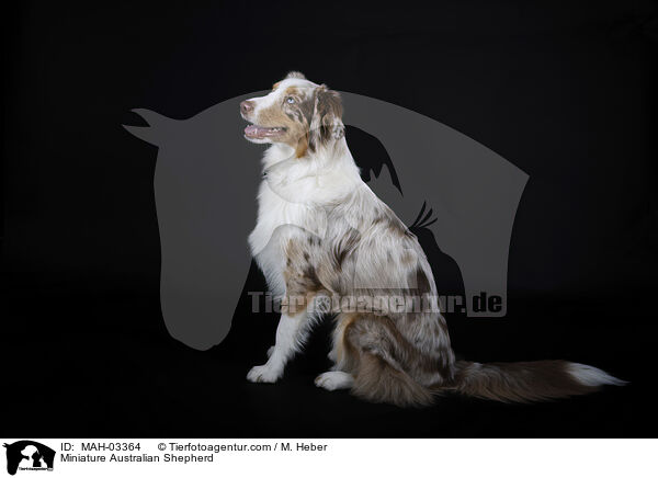 Miniature Australian Shepherd / MAH-03364