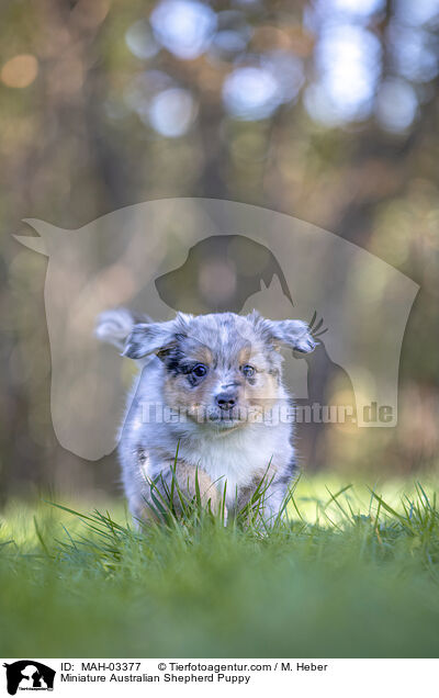 Miniature Australian Shepherd Puppy / MAH-03377
