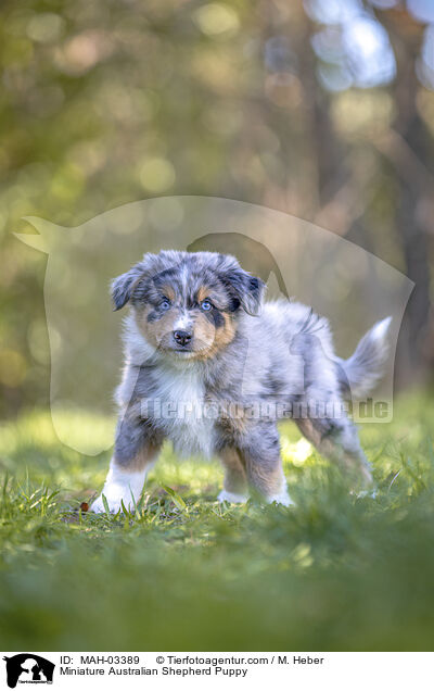 Miniature Australian Shepherd Puppy / MAH-03389