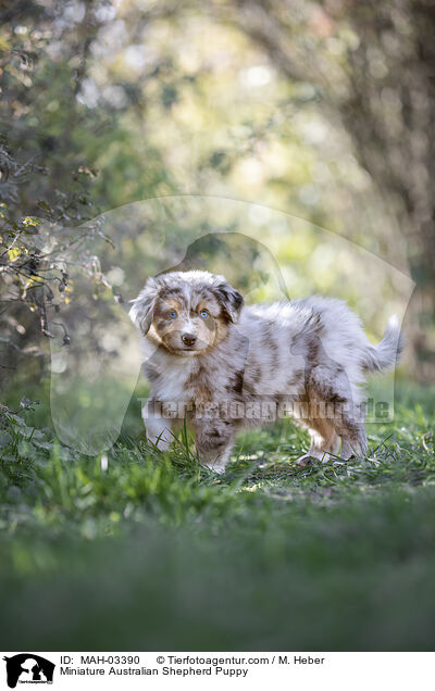 Miniature Australian Shepherd Puppy / MAH-03390