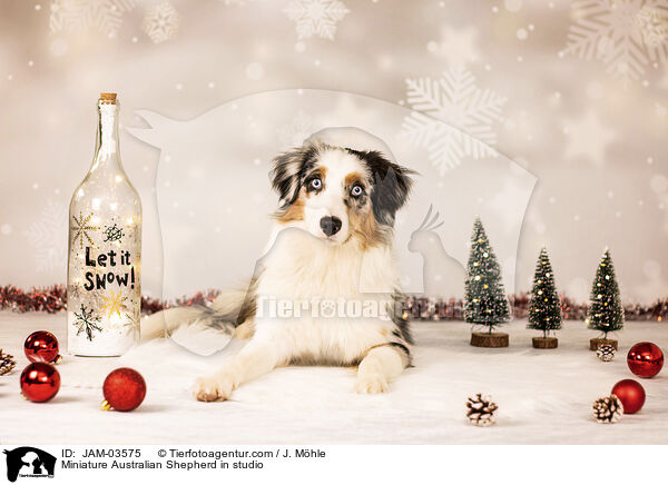 Miniature Australian Shepherd in studio / JAM-03575