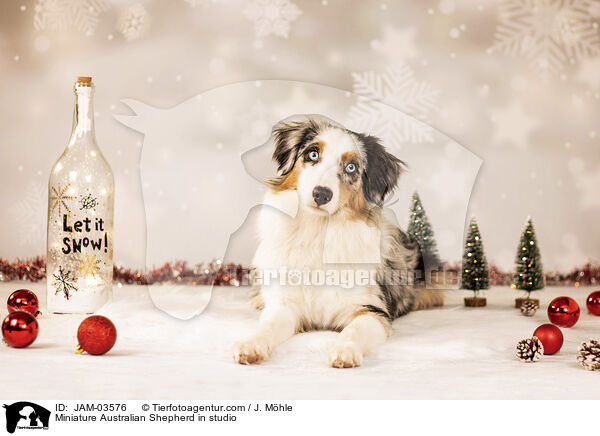Miniature Australian Shepherd in studio / JAM-03576