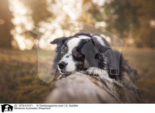 Miniature Australian Shepherd / STS-01071