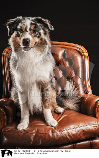 Miniature Australian Shepherd / MT-02088