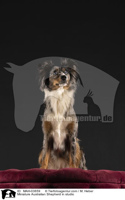 Miniature Australian Shepherd in studio / MAH-03659