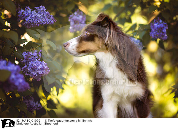Miniature Australian Shepherd / Miniature Australian Shepherd / MASC-01056