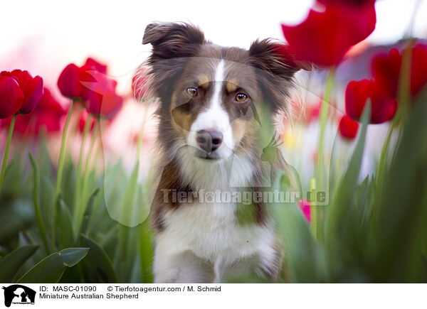 Miniature Australian Shepherd / Miniature Australian Shepherd / MASC-01090
