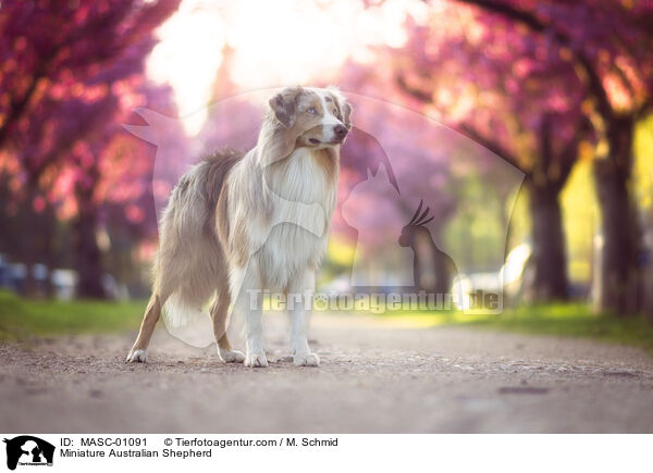 Miniature Australian Shepherd / Miniature Australian Shepherd / MASC-01091