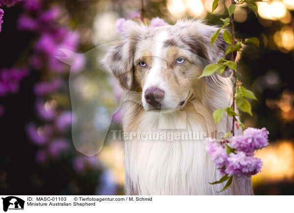 Miniature Australian Shepherd / Miniature Australian Shepherd / MASC-01103