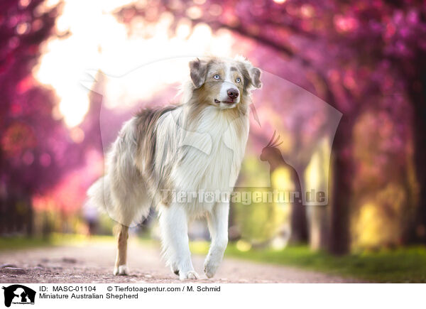Miniature Australian Shepherd / Miniature Australian Shepherd / MASC-01104