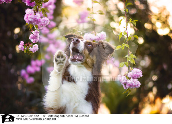 Miniature Australian Shepherd / Miniature Australian Shepherd / MASC-01152