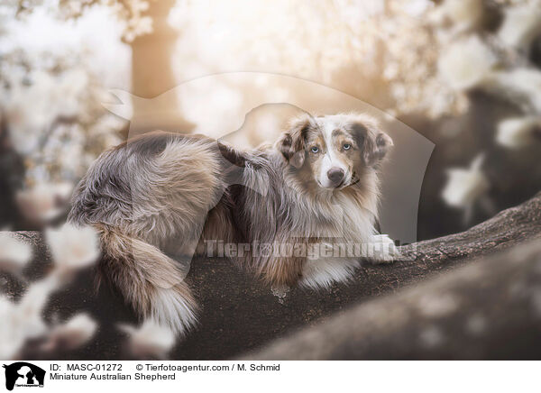 Miniature Australian Shepherd / MASC-01272