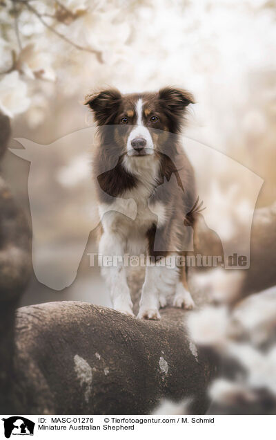 Miniature Australian Shepherd / MASC-01276