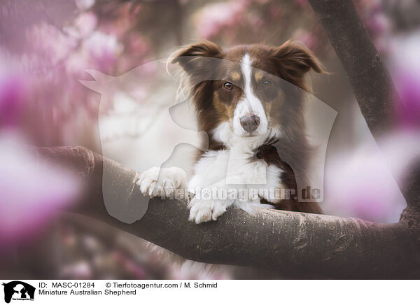 Miniature Australian Shepherd / MASC-01284