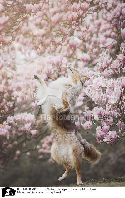 Miniature Australian Shepherd / MASC-01308