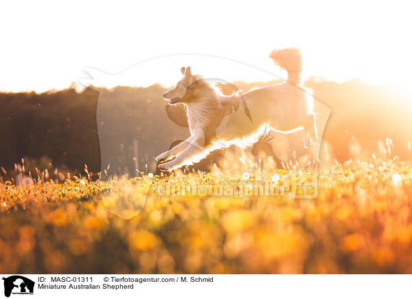 Miniature Australian Shepherd / MASC-01311