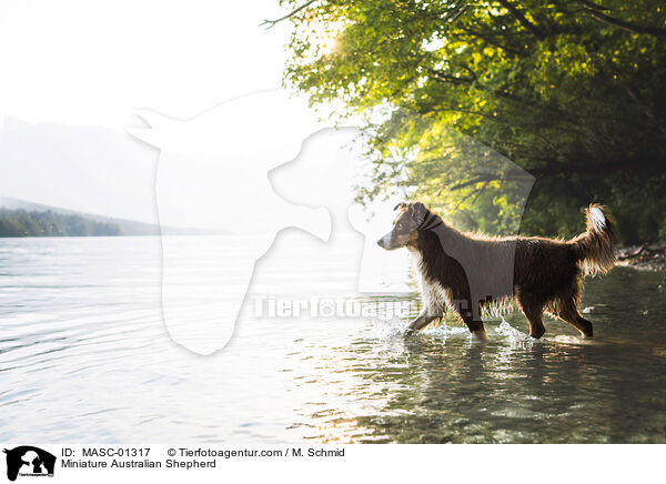 Miniature Australian Shepherd / MASC-01317
