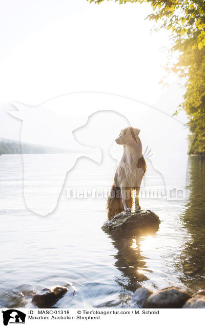 Miniature Australian Shepherd / MASC-01318