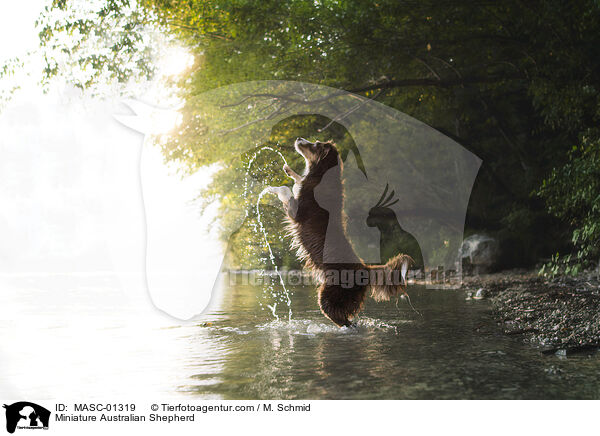 Miniature Australian Shepherd / MASC-01319