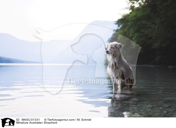 Miniature Australian Shepherd / Miniature Australian Shepherd / MASC-01331