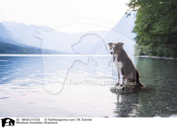 Miniature Australian Shepherd / MASC-01333
