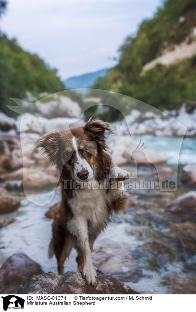 Miniature Australian Shepherd / Miniature Australian Shepherd / MASC-01371