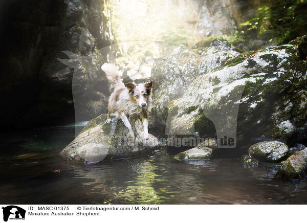 Miniature Australian Shepherd / Miniature Australian Shepherd / MASC-01375