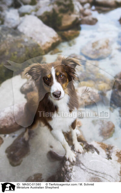 Miniature Australian Shepherd / MASC-01380